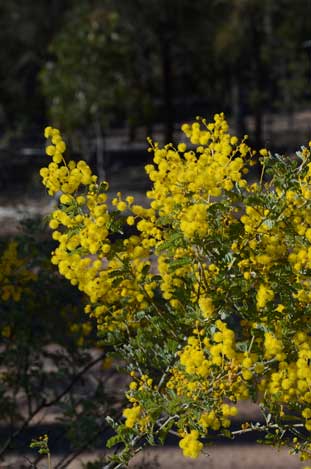 APII jpeg image of Acacia polybotrya  © contact APII