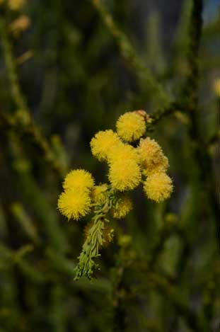 APII jpeg image of Acacia conferta  © contact APII