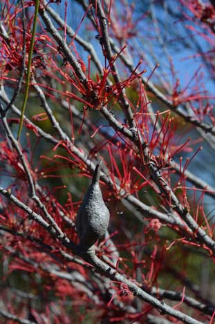 APII jpeg image of Hakea orthorrhyncha  © contact APII