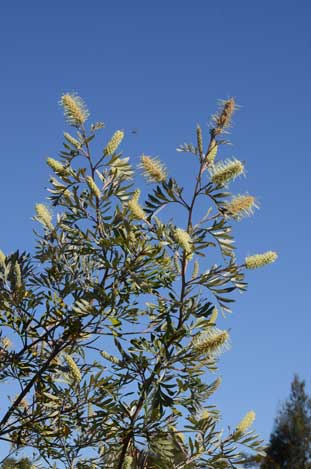 APII jpeg image of Grevillea sessilis  © contact APII