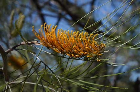 APII jpeg image of Grevillea pteridifolia  © contact APII