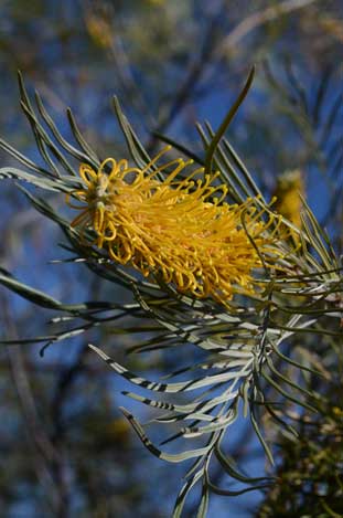 APII jpeg image of Grevillea 'Sandra Gordon'  © contact APII