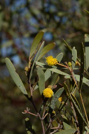 APII jpeg image of Acacia rhodophloia  © contact APII