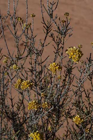 APII jpeg image of Ozothamnus diotophyllus  © contact APII