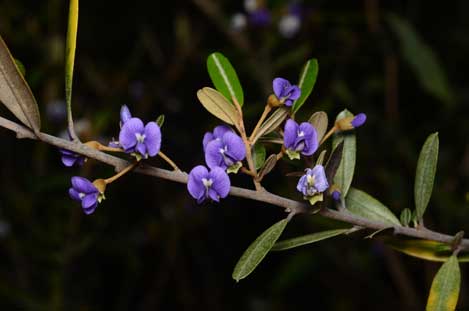 APII jpeg image of Hovea longipes  © contact APII