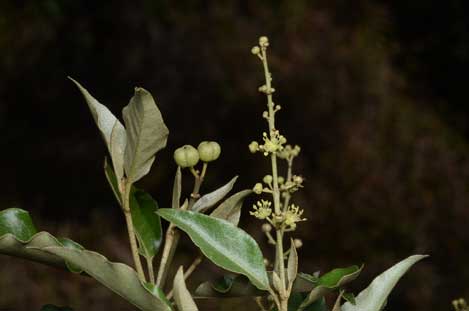 APII jpeg image of Croton insularis  © contact APII