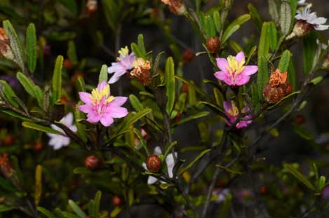 APII jpeg image of Phebalium sp. Carnarvon-Isla Gorges  © contact APII