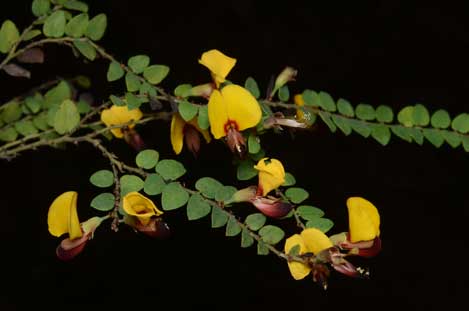 APII jpeg image of Bossiaea brownii  © contact APII