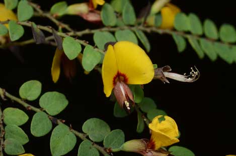 APII jpeg image of Bossiaea brownii  © contact APII