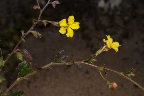 APII jpeg image of Goodenia rotundifolia  © contact APII