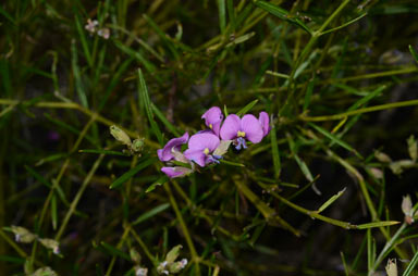 APII jpeg image of Mirbelia speciosa subsp. ringrosei  © contact APII