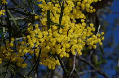 APII jpeg image of Acacia neriifolia  © contact APII