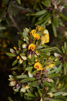 APII jpeg image of Pultenaea petiolaris  © contact APII