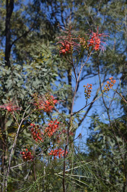 APII jpeg image of Grevillea longistyla  © contact APII