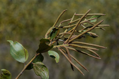 APII jpeg image of Acacia julifera subsp. curvinervia  © contact APII