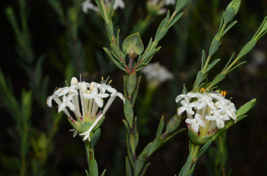 APII jpeg image of Pimelea linifolia subsp. collina  © contact APII