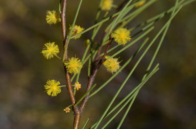 APII jpeg image of Acacia juncifolia  © contact APII