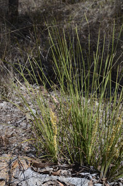 APII jpeg image of Lomandra confertifolia subsp. pallida  © contact APII