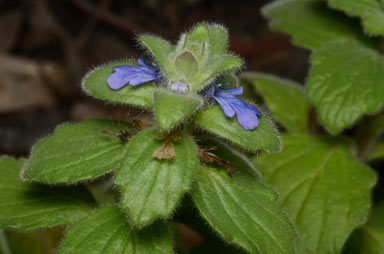 APII jpeg image of Ajuga australis  © contact APII