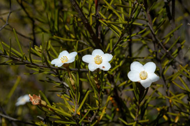 APII jpeg image of Ricinocarpos linearifolius  © contact APII