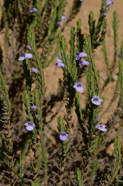 APII jpeg image of Chloanthes parviflora  © contact APII