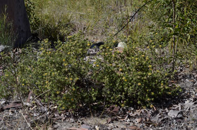 APII jpeg image of Pultenaea petiolaris  © contact APII