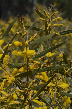 APII jpeg image of Acacia leptostachya  © contact APII