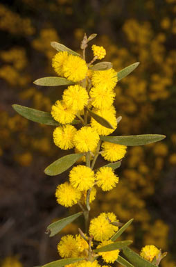 APII jpeg image of Acacia ixiophylla  © contact APII