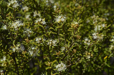 APII jpeg image of Phebalium glandulosum subsp. glandulosum  © contact APII