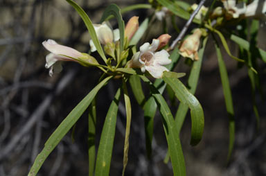 APII jpeg image of Eremophila bignoniiflora  © contact APII