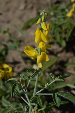 APII jpeg image of Crotalaria dissitiflora subsp. dissitiflora  © contact APII