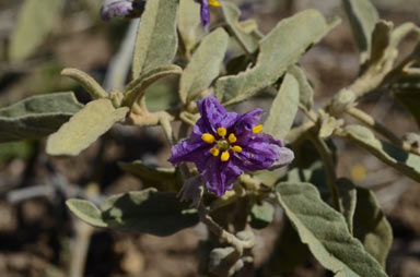 APII jpeg image of Solanum esuriale  © contact APII