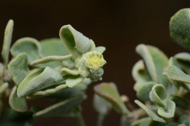 APII jpeg image of Chenopodium desertorum subsp. anidiophyllum  © contact APII