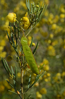 APII jpeg image of Senna artemisioides subsp. zygophylla  © contact APII