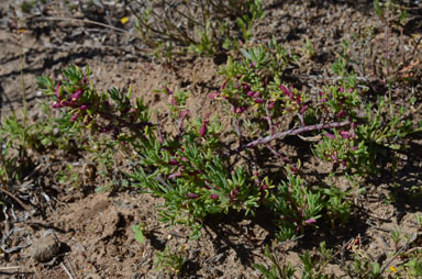 APII jpeg image of Neobassia proceriflora  © contact APII