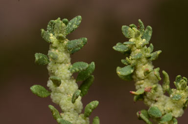 APII jpeg image of Dysphania glomulifera subsp. eremaea  © contact APII