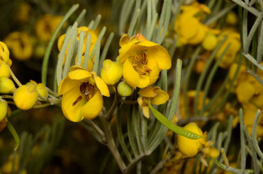 APII jpeg image of Senna artemisioides subsp. x artemisioides  © contact APII