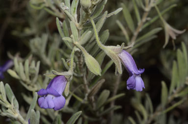 APII jpeg image of Eremophila bowmanii subsp. bowmanii  © contact APII