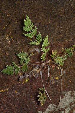 APII jpeg image of Cheilanthes brownii  © contact APII