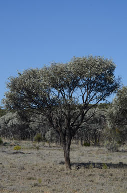 APII jpeg image of Acacia harpophylla  © contact APII