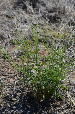 APII jpeg image of Vittadinia hispidula  © contact APII