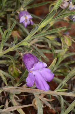 APII jpeg image of Eremophila gilesii subsp. gilesii  © contact APII