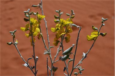 APII jpeg image of Crotalaria eremaea subsp. eremaea  © contact APII