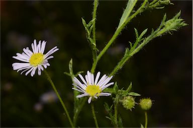 APII jpeg image of Brachyscome ciliaris var. ciliaris  © contact APII