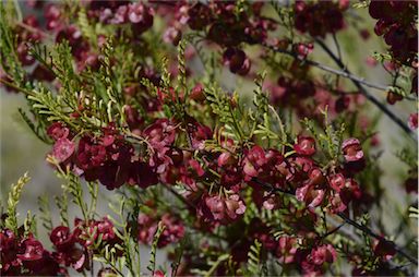 APII jpeg image of Dodonaea sinuolata subsp. acrodentata  © contact APII