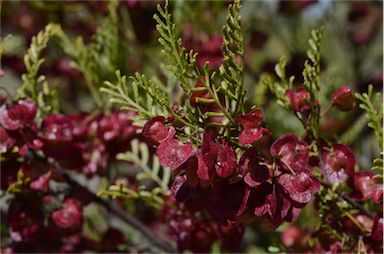 APII jpeg image of Dodonaea sinuolata subsp. acrodentata  © contact APII