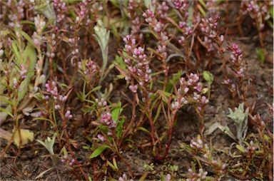 APII jpeg image of Polygonum plebeium  © contact APII