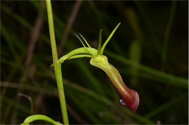 APII jpeg image of Cryptostylis subulata  © contact APII