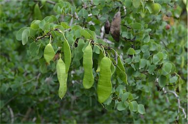 APII jpeg image of Bauhinia hookeri  © contact APII