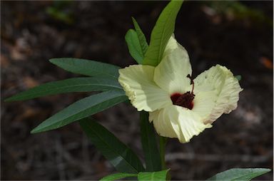 APII jpeg image of Hibiscus heterophyllus  © contact APII